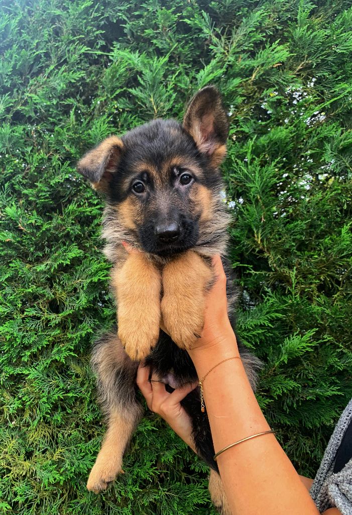 Des Nacrés De Vénus - Chiot disponible  - Berger Allemand