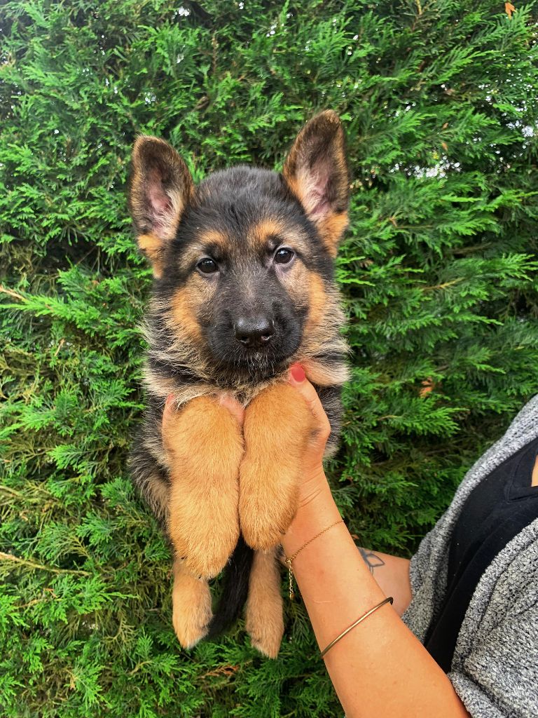 Des Nacrés De Vénus - Chiot disponible  - Berger Allemand