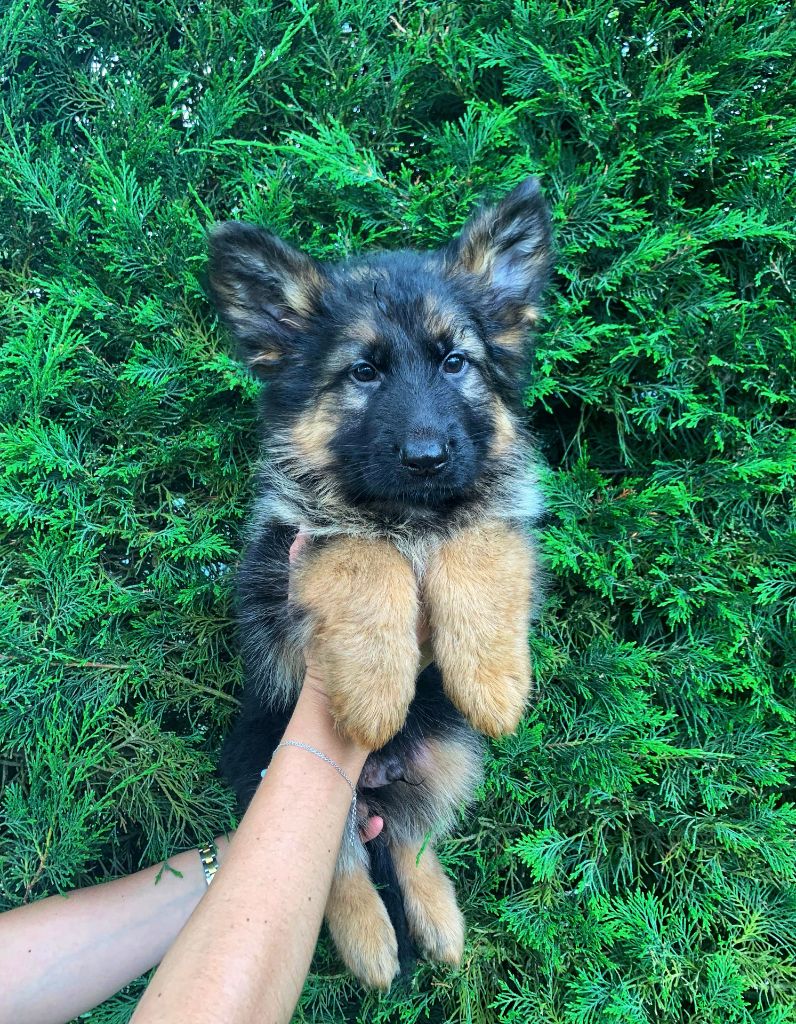 Des Nacrés De Vénus - Chiots disponibles - Berger Allemand